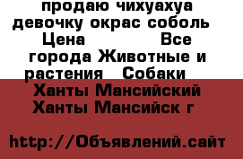 продаю чихуахуа девочку,окрас соболь › Цена ­ 25 000 - Все города Животные и растения » Собаки   . Ханты-Мансийский,Ханты-Мансийск г.